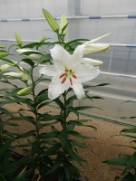 [4238 Siberia HLC2L No101.JPG]